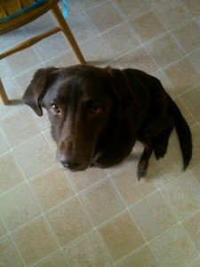 Cocoa We'll miss you, puppers